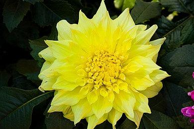 《碧蓝幻想Versus Rising》确认参展EVO 开启6折促销